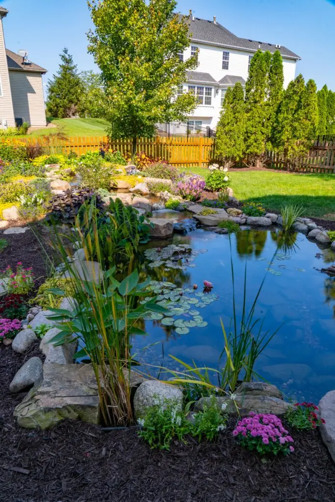 A backyard garden pond surrounded by rocks, flowering plants, and greenery, with lily pads floating on the water. Several houses, a wooden fence, and trees are visible in the background under a clear sky.