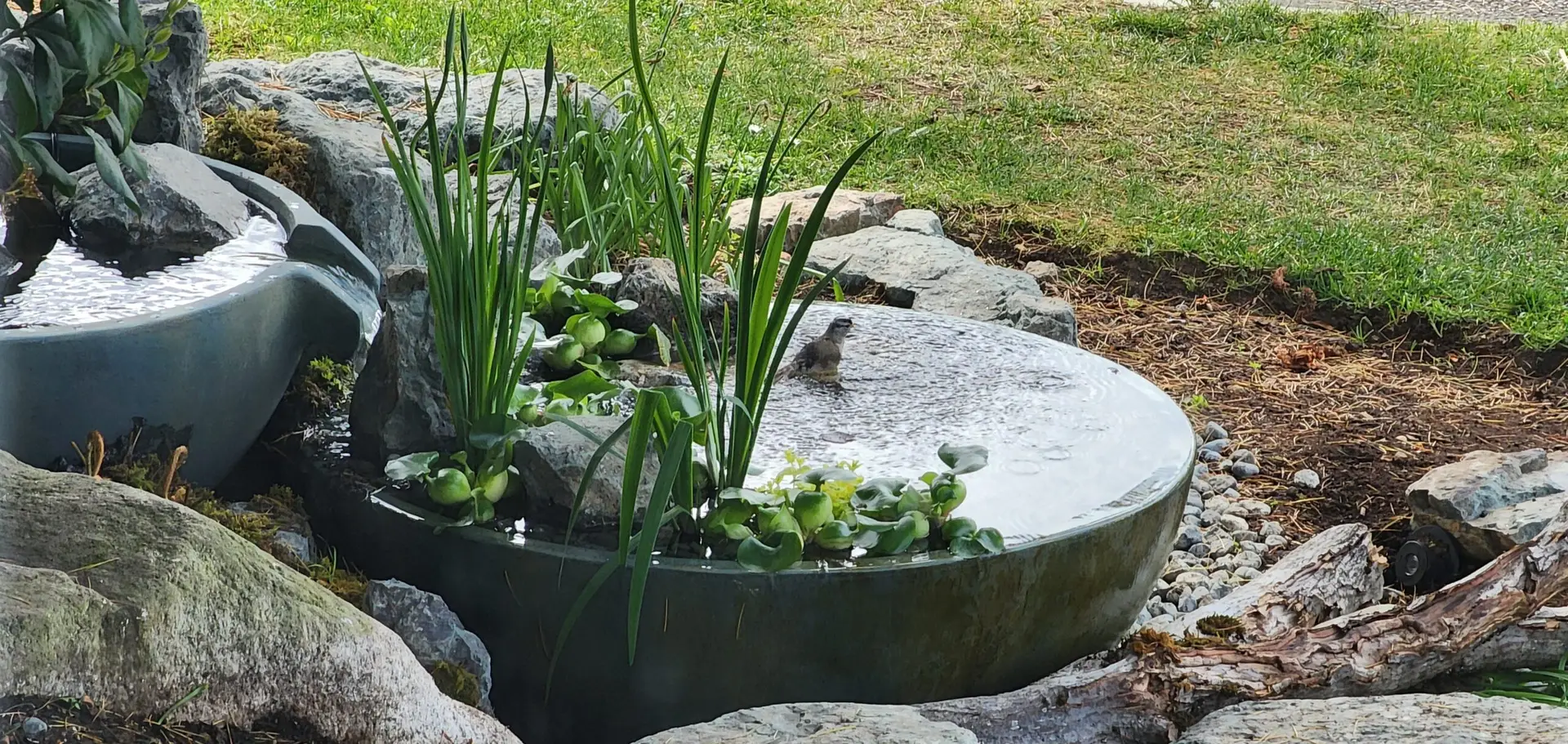 A shallow, round garden pond with moving water is surrounded by rocks and plants. Green aquatic plants float gently while a small bird bathes near the center, making it perfect to attract wildlife. Grass and gravel complete the tranquil scene in the background.
