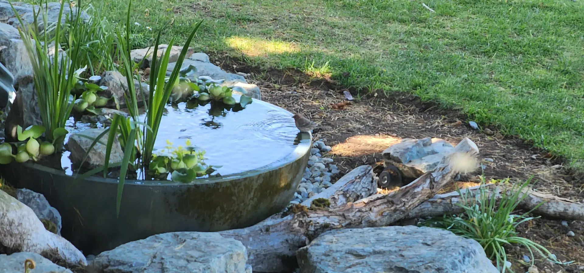 A small bird drinks from a round yard fountain surrounded by rocks, plants, and driftwood—a charming scene for backyard birdwatching with green grass and sunlight in the background.
