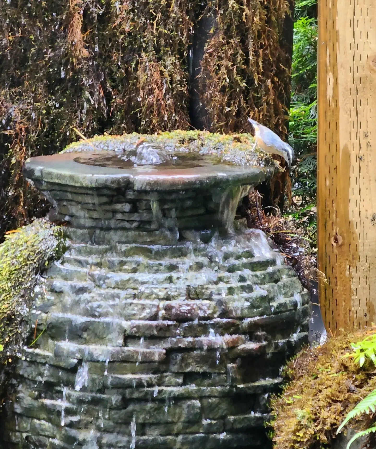 A small bird perches on the edge of a mossy, stone water fountain surrounded by lush greenery and a wooden post in a garden. Moving water gently cascades over the fountain’s tiers, creating a peaceful scene full of wildlife.