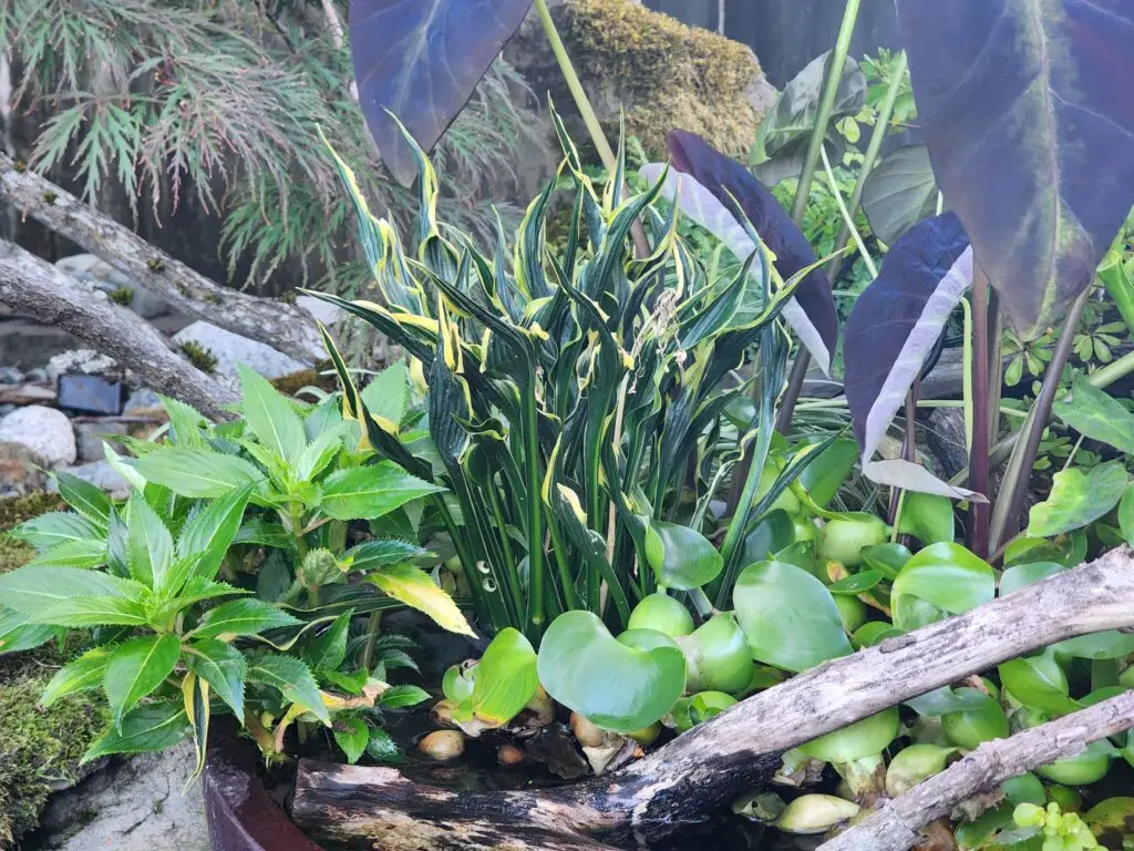 A cluster of green-and-yellow variegated Hosta Hands Up plants grows among lush green leaves, tree branches, and moss in a garden setting. Large dark leaves and rocks are visible in the background.