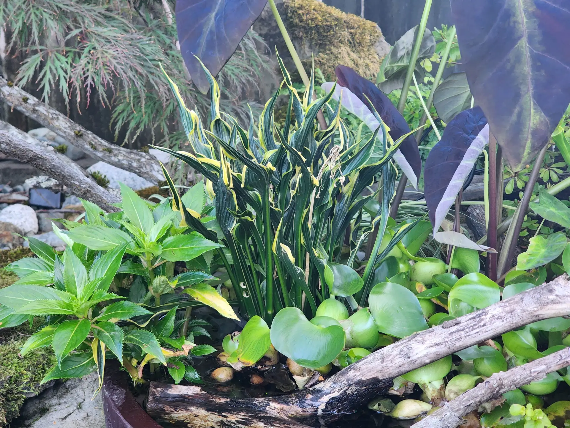 A cluster of green-and-yellow variegated Hosta Hands Up plants grows among lush green leaves, tree branches, and moss in a garden setting. Large dark leaves and rocks are visible in the background.