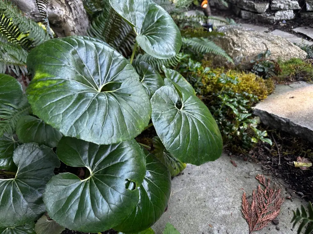 Large, round, glossy green leaves of the Giant Leopard Plant thrive in a shaded garden with moss, ferns, and stone steps. A dried brown leaf lies on the ground in the foreground.
