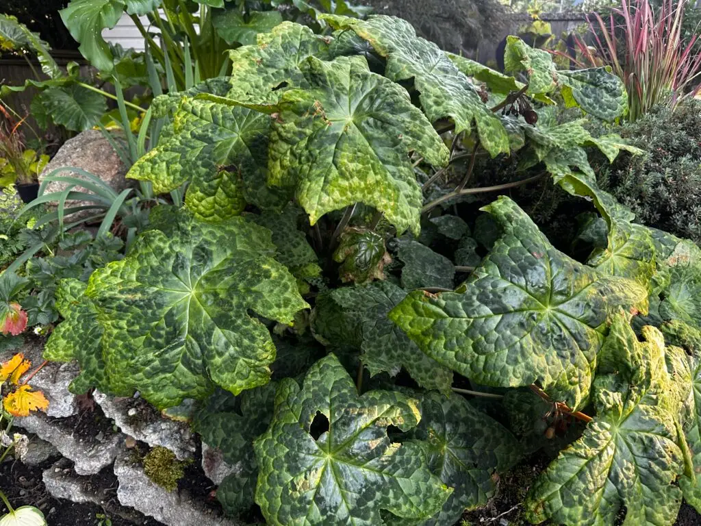 Large, glossy, green leaves with a textured, quilted appearance grow densely in a garden setting, surrounded by other plants and rocks. The Asian Mayapple's deeply lobed foliage displays a slightly marbled pattern.