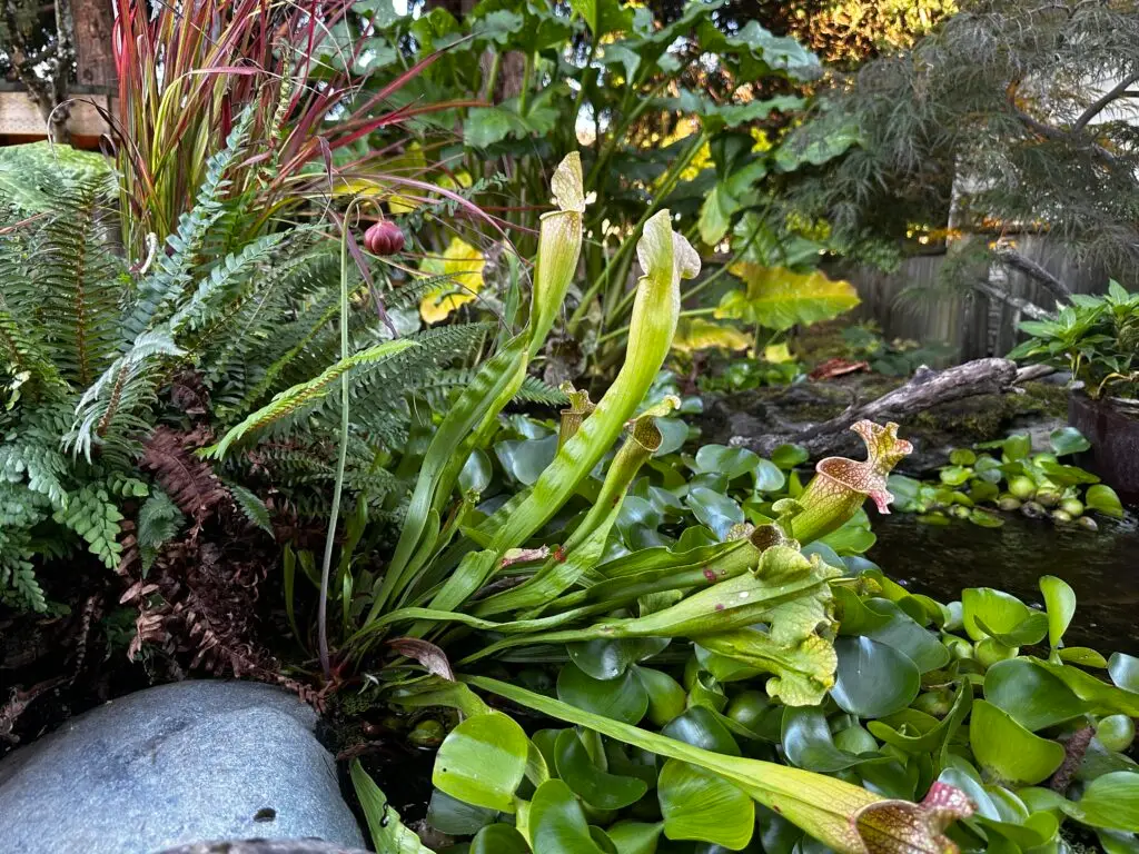 Carnivorous pitcher plants with tall, tubular green leaves grow among ferns and aquatic plants beside a pond in a lush garden setting, with sunlight filtering through surrounding foliage.