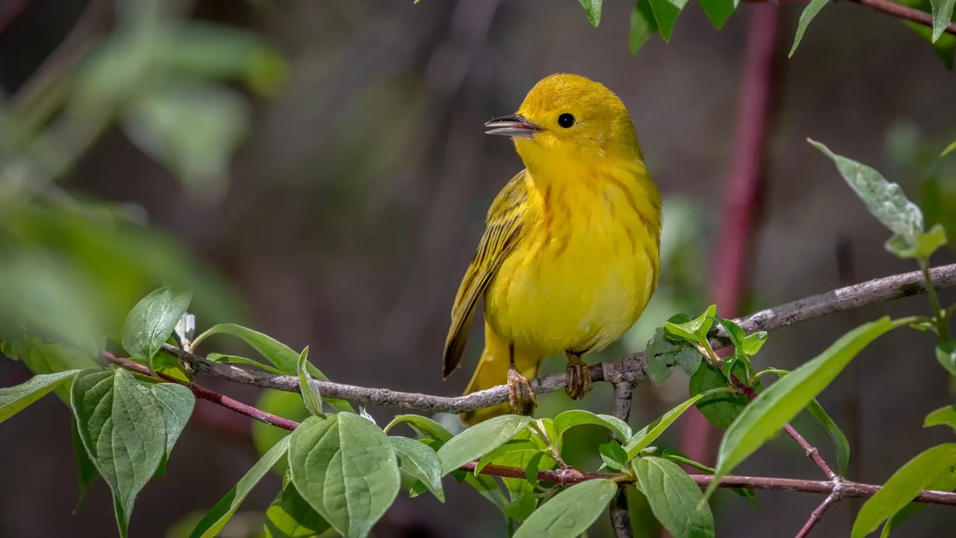 A bright yellow bird with olive streaks sits on a leafy branch, surrounded by green leaves and red stems—a serene sight for birds during migration, set against a blurred natural background.