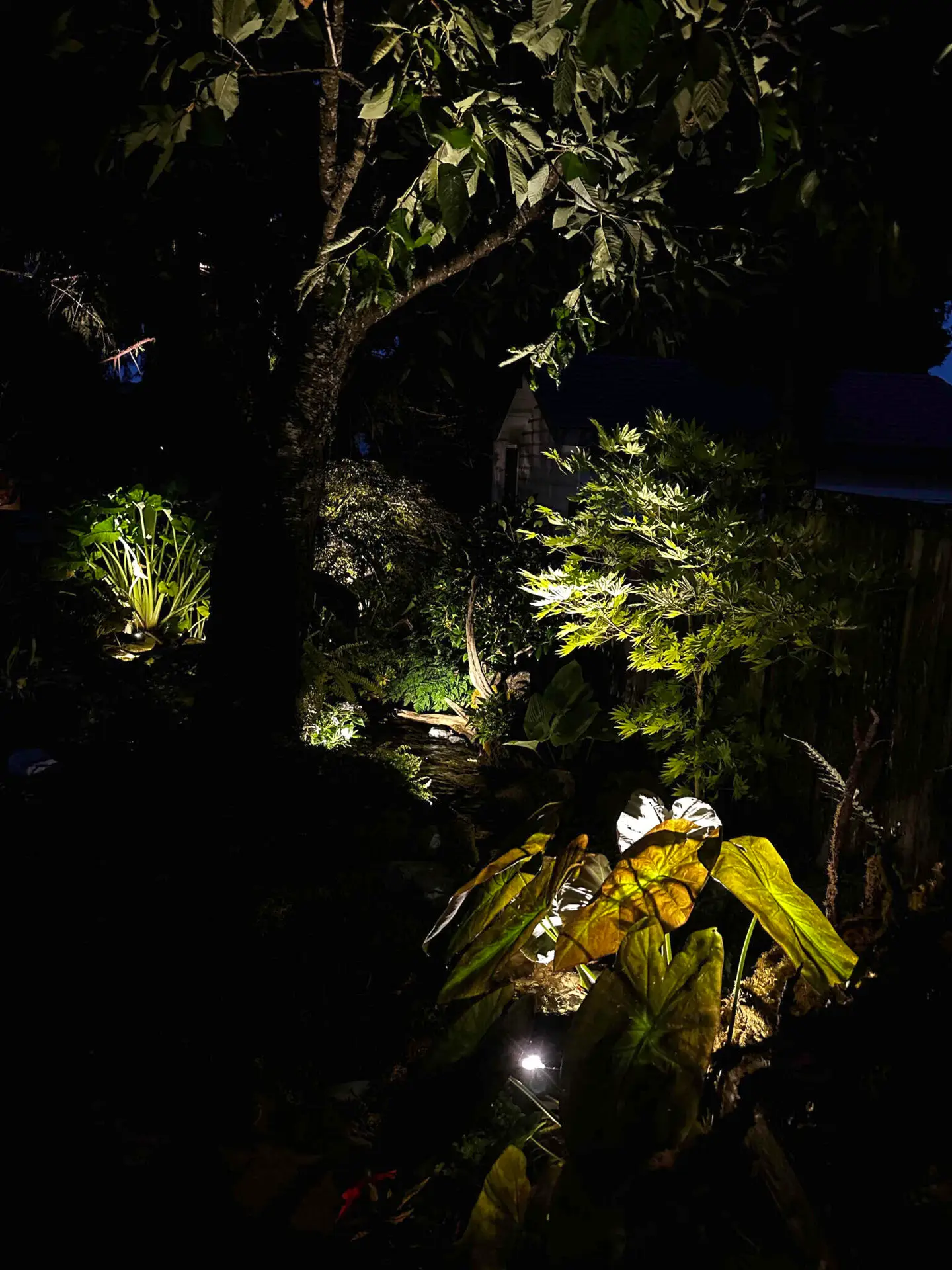 A nighttime garden scene with trees and lush plants illuminated by spotlights, casting dramatic shadows and highlighting leaves and branches against the dark background.